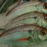 L�Occhione (Pagellus bogaraveo). Foto di Tamorlan
